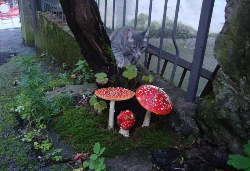تختخواب و صبحانه Profum Di Bosc