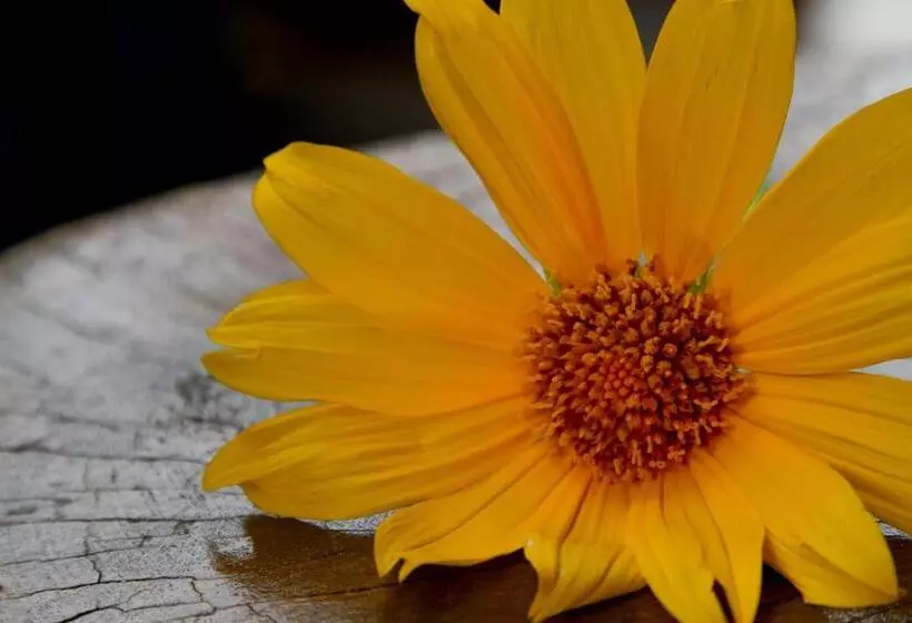 Hotelli Pousada Pais Tropical