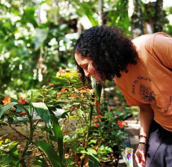 Bed and Breakfast Monsoon Retreats Ecostay  Treehouse