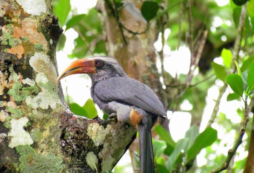 Bed and Breakfast Monsoon Retreats Ecostay  Treehouse