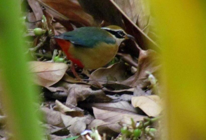 Bed and Breakfast Monsoon Retreats Ecostay  Treehouse