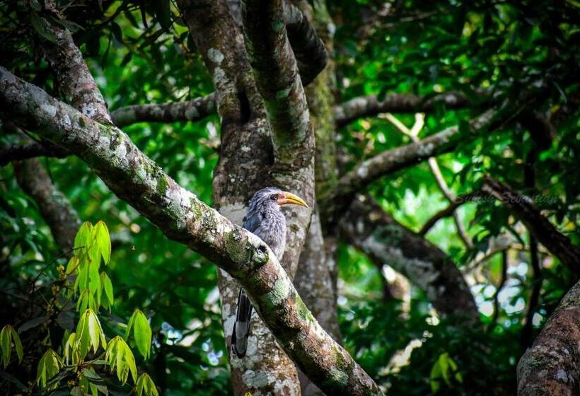 Bed and Breakfast Monsoon Retreats Ecostay  Treehouse