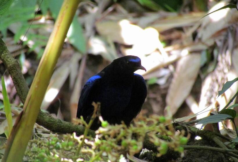 Bed and Breakfast Monsoon Retreats Ecostay  Treehouse