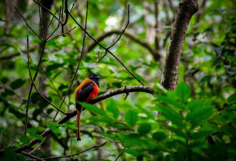 Bed and Breakfast Monsoon Retreats Ecostay  Treehouse