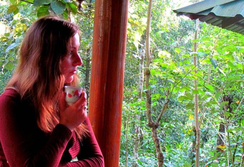 Bed and Breakfast Monsoon Retreats Ecostay  Treehouse