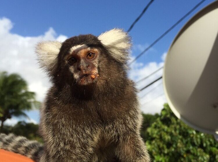 فندق Pousada Villa Simone