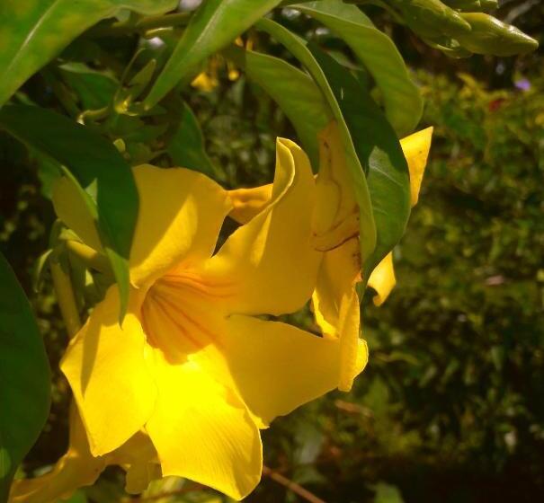 בית מלון כפרי Zanzi Rest Bungalow