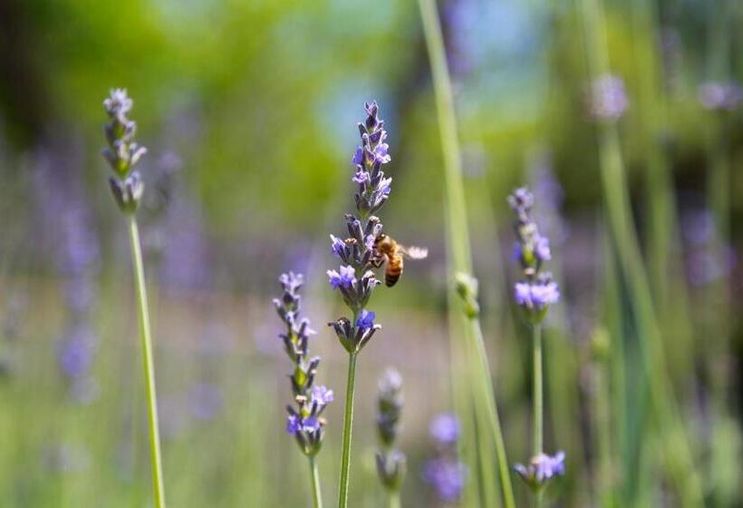 בית מלון כפרי Illicini