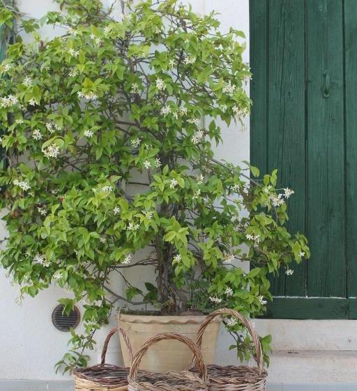 B&b Masseria Cappotto