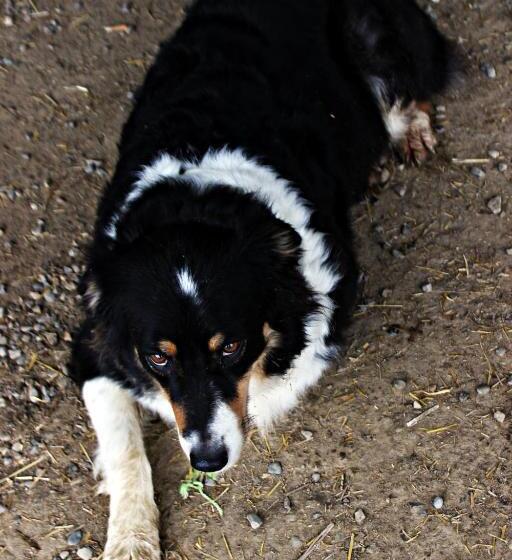 בית מלון כפרי Cowboys Guest Ranch