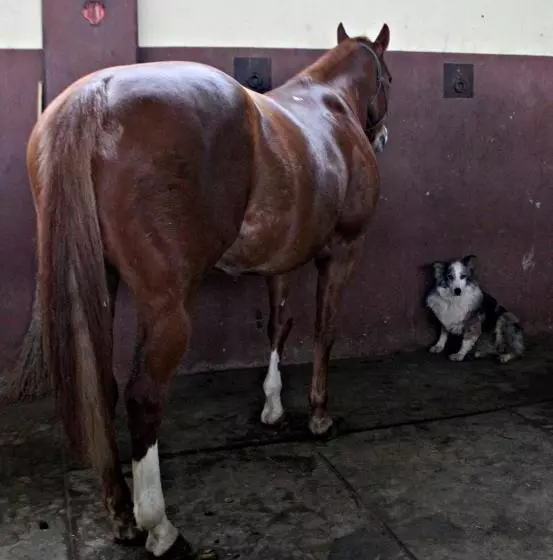 Hotelli Cowboys Guest Ranch