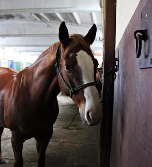 Hotelli Cowboys Guest Ranch