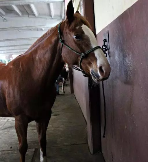 Hotelli Cowboys Guest Ranch