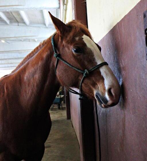 בית מלון כפרי Cowboys Guest Ranch