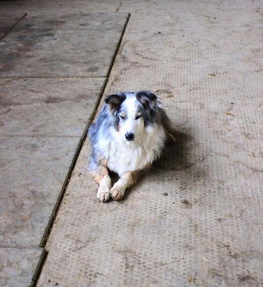 בית מלון כפרי Cowboys Guest Ranch