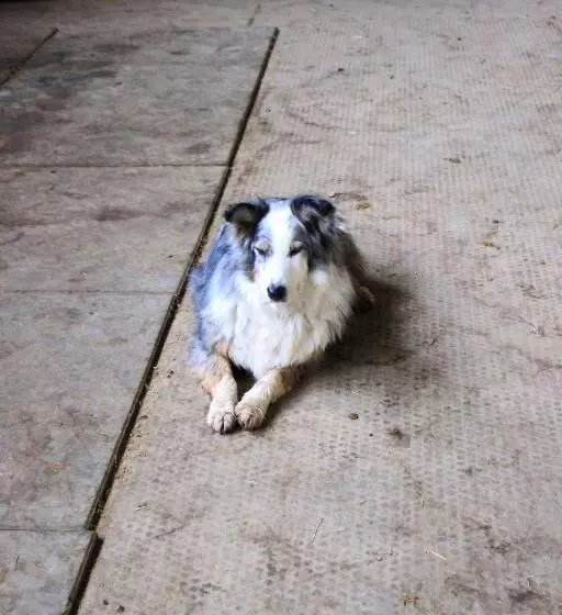 Hotelli Cowboys Guest Ranch