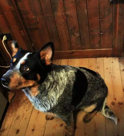 Hotelli Cowboys Guest Ranch