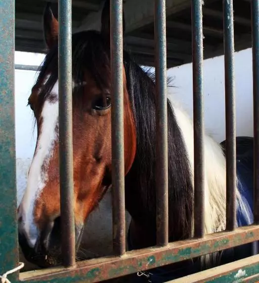 Hotelli Cowboys Guest Ranch