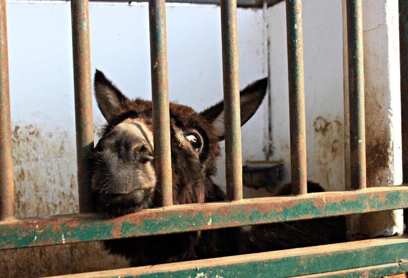 בית מלון כפרי Cowboys Guest Ranch