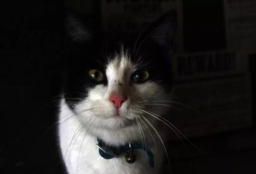 Hotelli Cowboys Guest Ranch