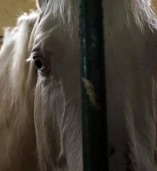 Hotelli Cowboys Guest Ranch