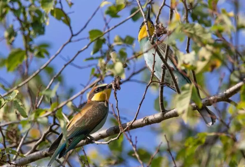 Aamiaismajoitus (B&B) Cà Morari