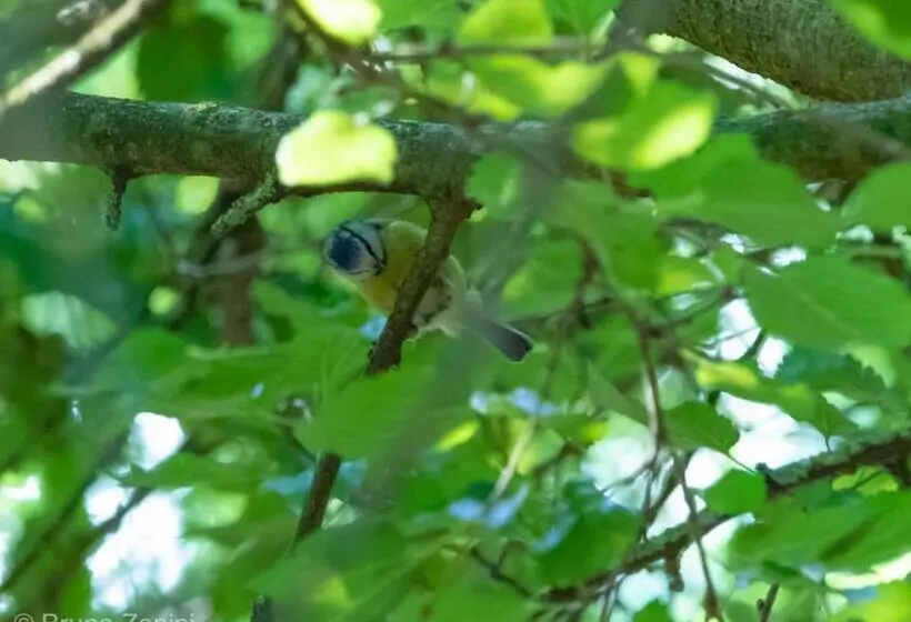 Aamiaismajoitus (B&B) Cà Morari