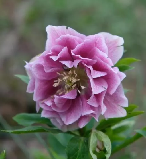 Aamiaismajoitus (B&B) Tenuta Agriturismo La Borina