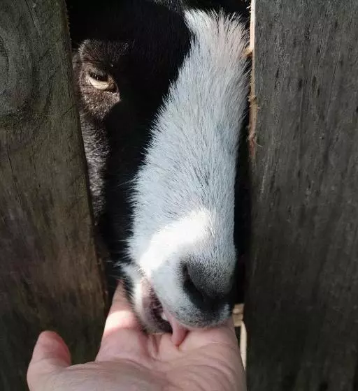 Aamiaismajoitus (B&B) Tenuta Agriturismo La Borina