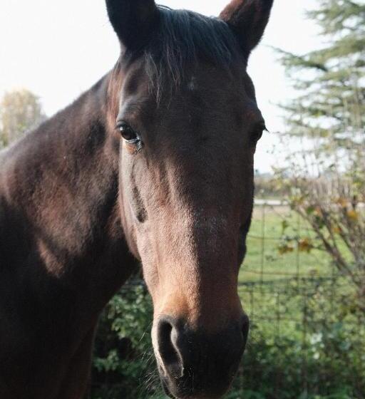 مبيت وإفطار Tenuta Agriturismo La Borina