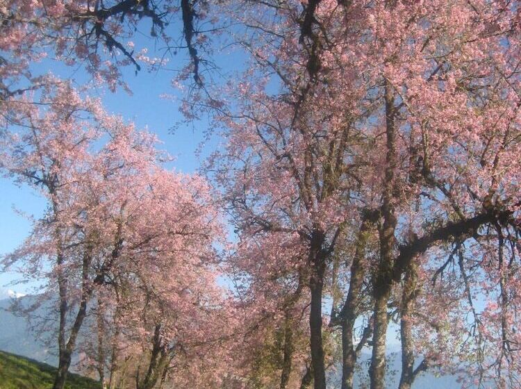 Hotel Juniper Residency