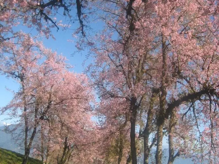 Hôtel Juniper Residency