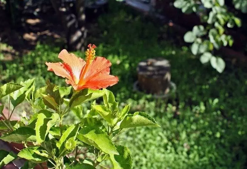 Aamiaismajoitus (B&B) Le Chiocciole