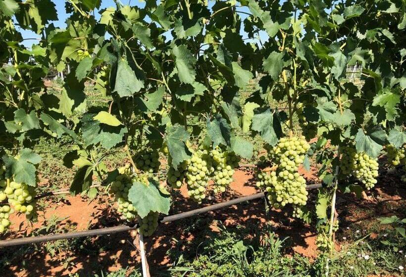 مبيت وإفطار Tenuta Alla Castellana