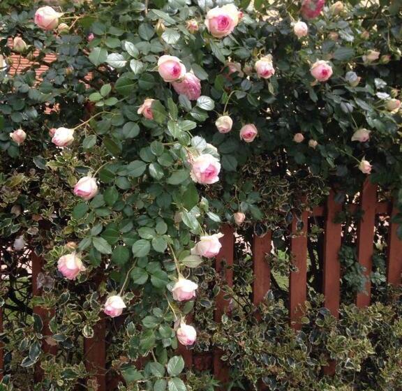 تختخواب و صبحانه Corte Capitani