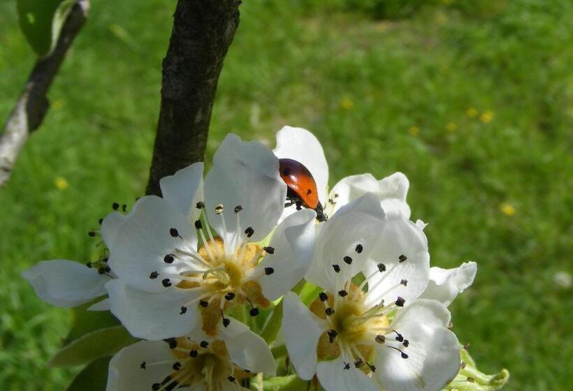 Bed & Breakfast La Gaggiaspina