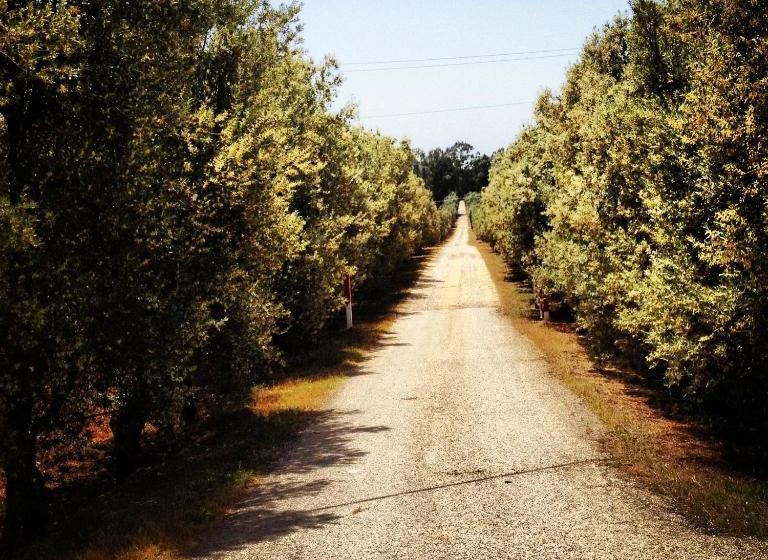Bed and Breakfast Masseria Perronello Country House