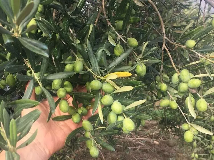 B&b Baglio Degli Ulivi