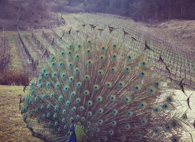 צימר Agriturismo Lemire