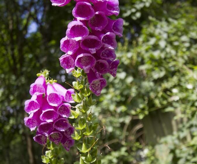 Bed and Breakfast Torpet Mon