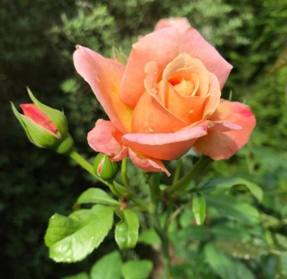 هتل Parus Boutique