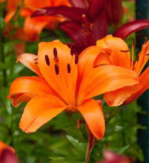 בית מלון כפרי Zehnthof