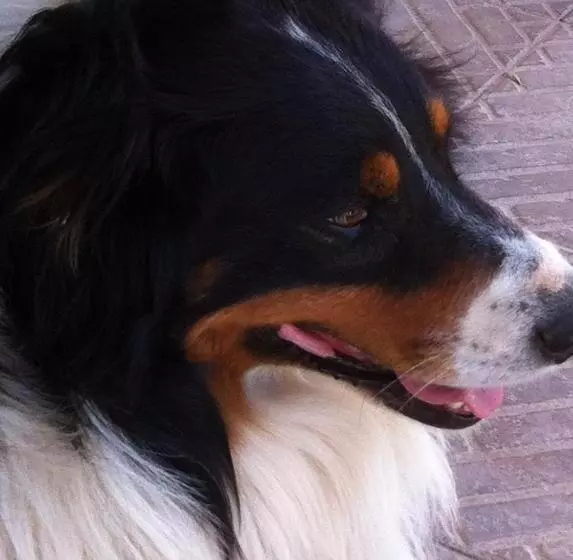 Hotelli Agriturismo Cuile De Molino