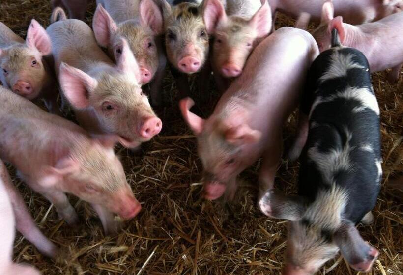 Отель Agriturismo Cuile De Molino