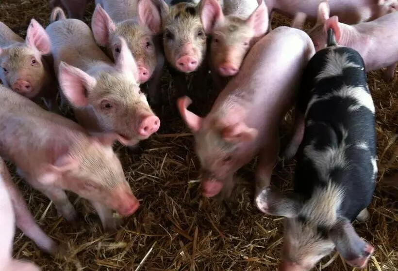 Hotelli Agriturismo Cuile De Molino