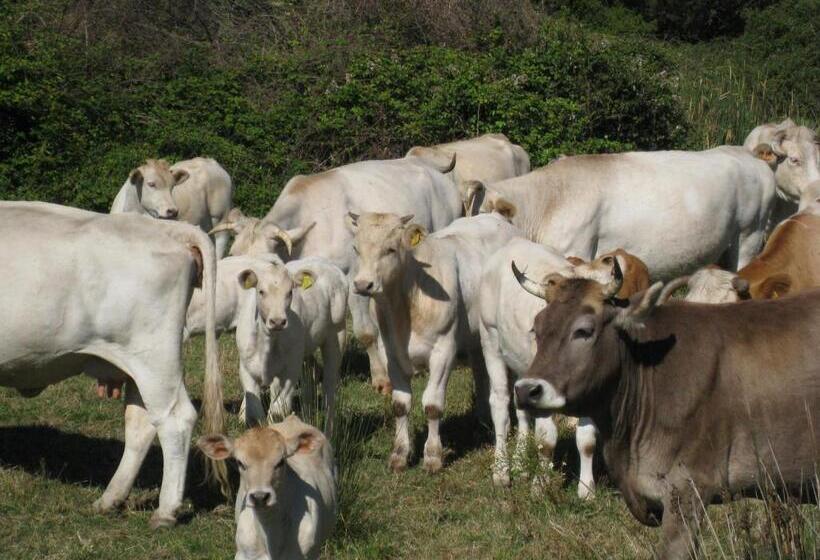 Отель Agriturismo Cuile De Molino