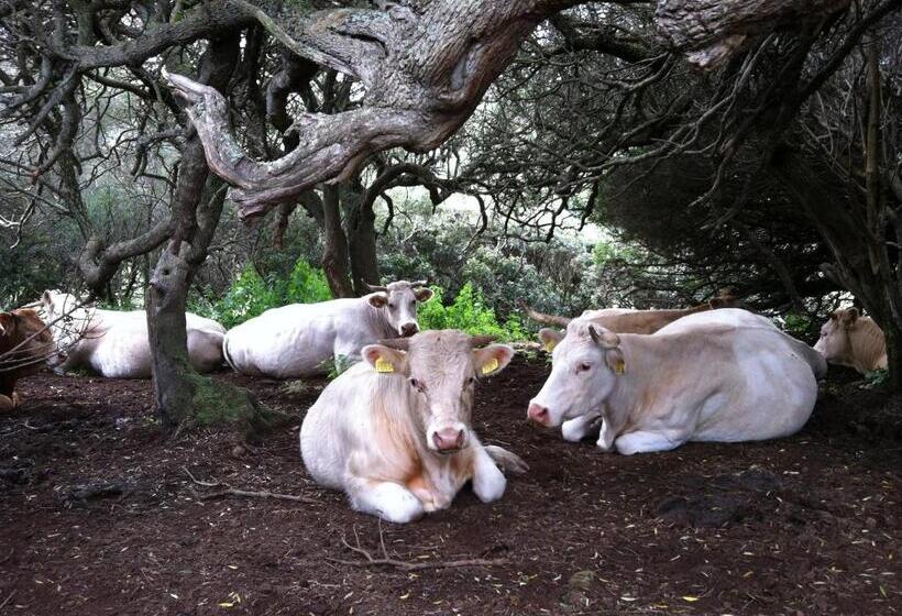 Отель Agriturismo Cuile De Molino