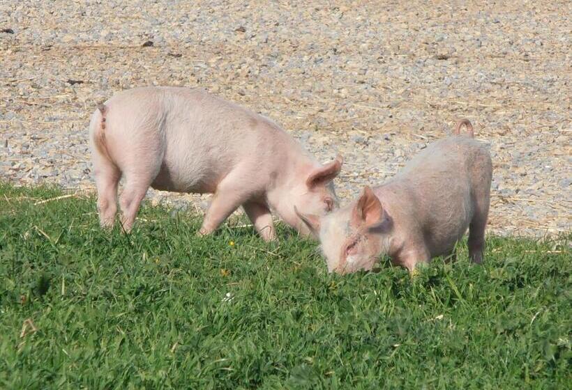 Отель Agriturismo Cuile De Molino