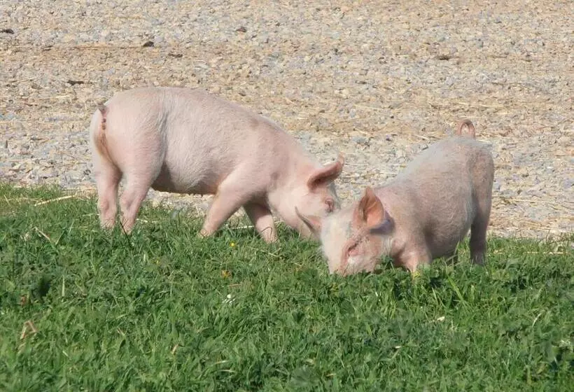 Hotelli Agriturismo Cuile De Molino