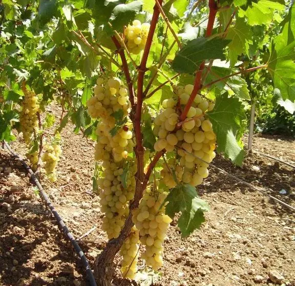 Hotelli Agriturismo Cuile De Molino